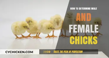 Identifying Chick Gender: Simple Methods to Determine Male and Female Chicks