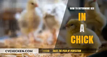 Identifying Chick Gender: Simple Techniques for Determining Sex in Hatchlings