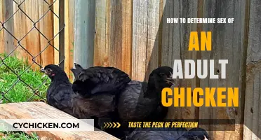 Determining the Gender of Adult Chickens: What You Need to Know