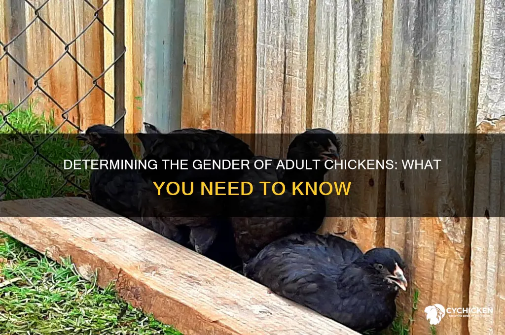 how to determine sex of an adult chicken