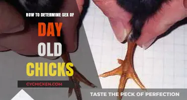 Identifying Day-Old Chicks: Sex Determination Methods