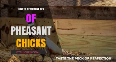 Identifying Pheasant Chick Gender: Simple Techniques for Accurate Sexing