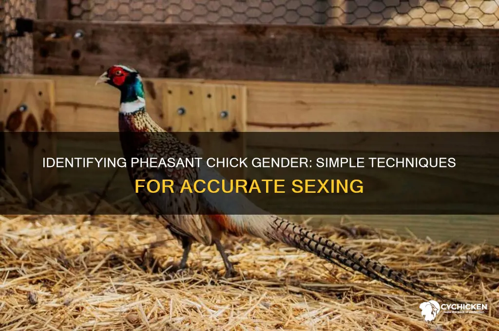 how to determine sex of pheasant chicks