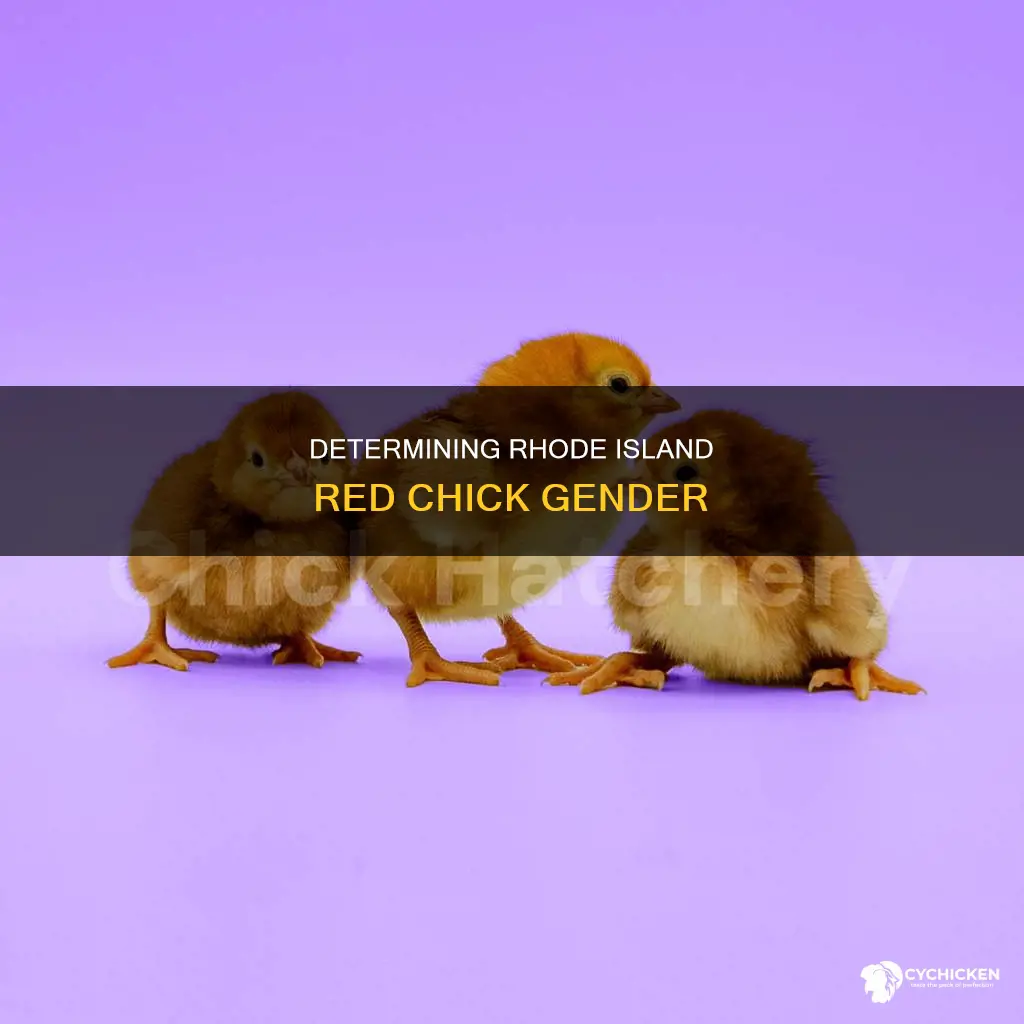 how to determine sex of rhode island red chicks