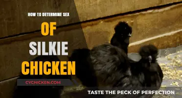 Identifying Silkie Chicken Gender: A Simple Guide for Beginners