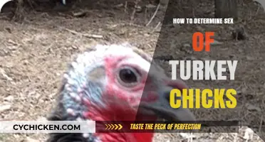 Identifying Turkey Chick Gender: Simple Methods for Accurate Sex Determination