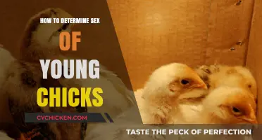 Identifying Chick Gender: Early Methods to Determine Sex of Young Chicks