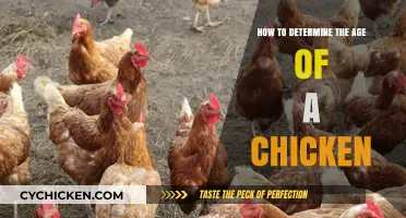 Unraveling a Chicken's Age: Expert Tips and Tricks