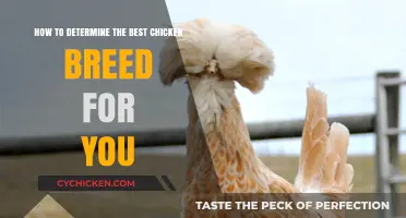 Choosing the Right Chicken Breed: A Guide