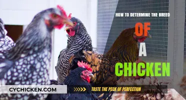 Discovering Chicken Breeds: Identifying Your Feathered Friends