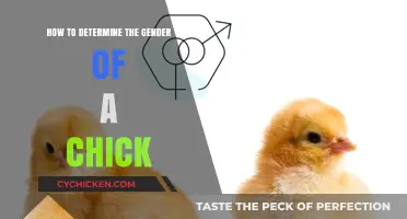 Determining Chick Gender: A Quick Guide