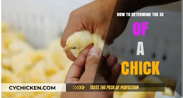 The Ultimate Guide to Determining a Chick's Sex