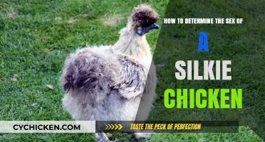 Discovering the Gender of Silkie Chickens