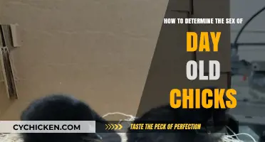 Identifying Day-Old Chicks: Sex Determination Methods