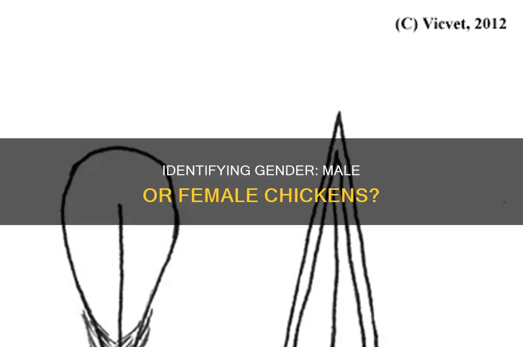 how to differentiate between male and female chicken