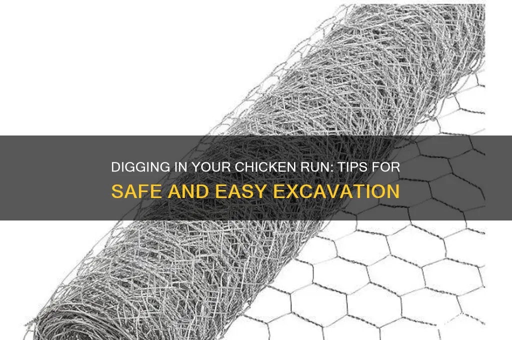 how to dig in a chicken run