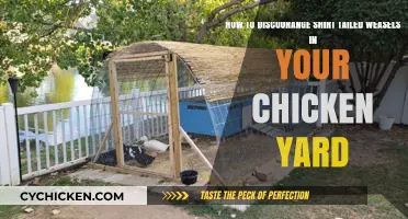 Deter Short-tailed Weasels from Your Chicken Coop