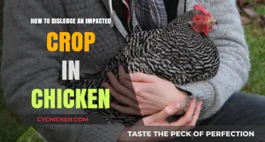 Freeing an Impacted Crop: Saving Your Chicken's Life