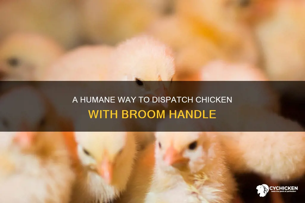 how to dispatch chicken with a broom handle