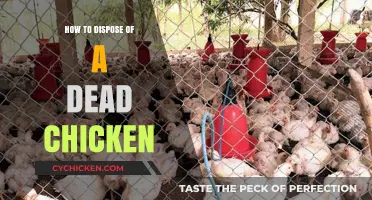 Proper Dead Chicken Disposal: Safe, Eco-Friendly Methods for Backyard Farmers