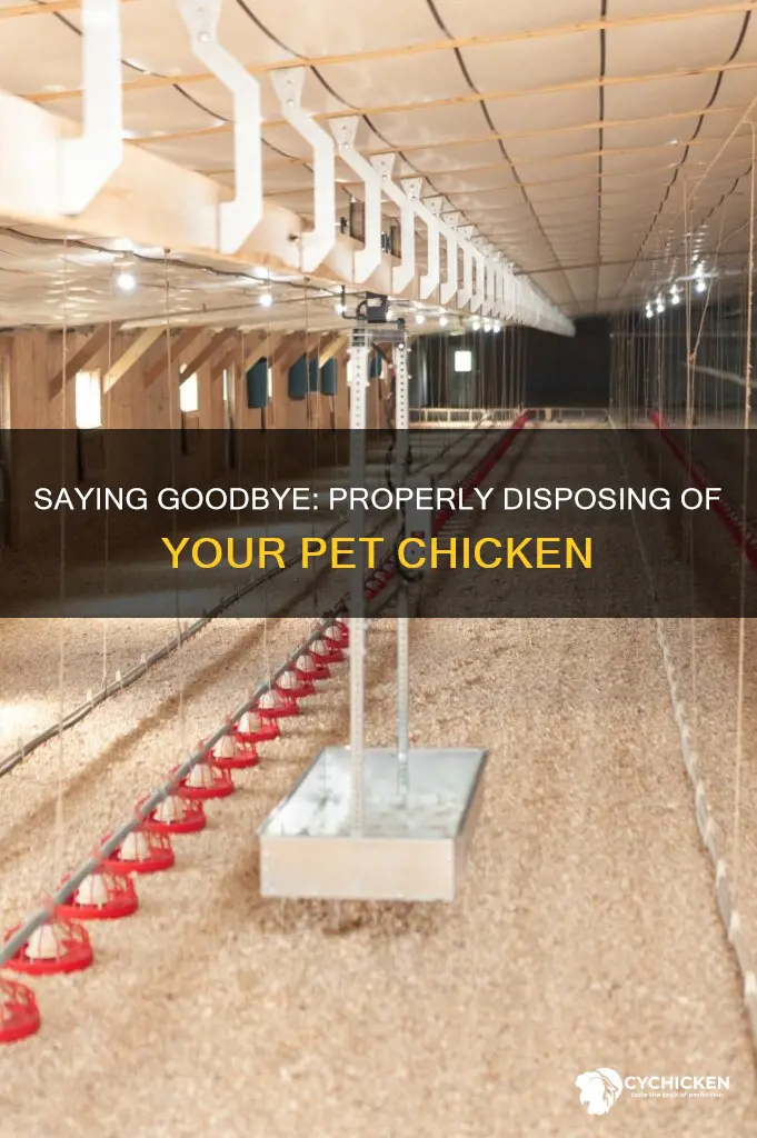how to dispose of a dead pet chicken uk