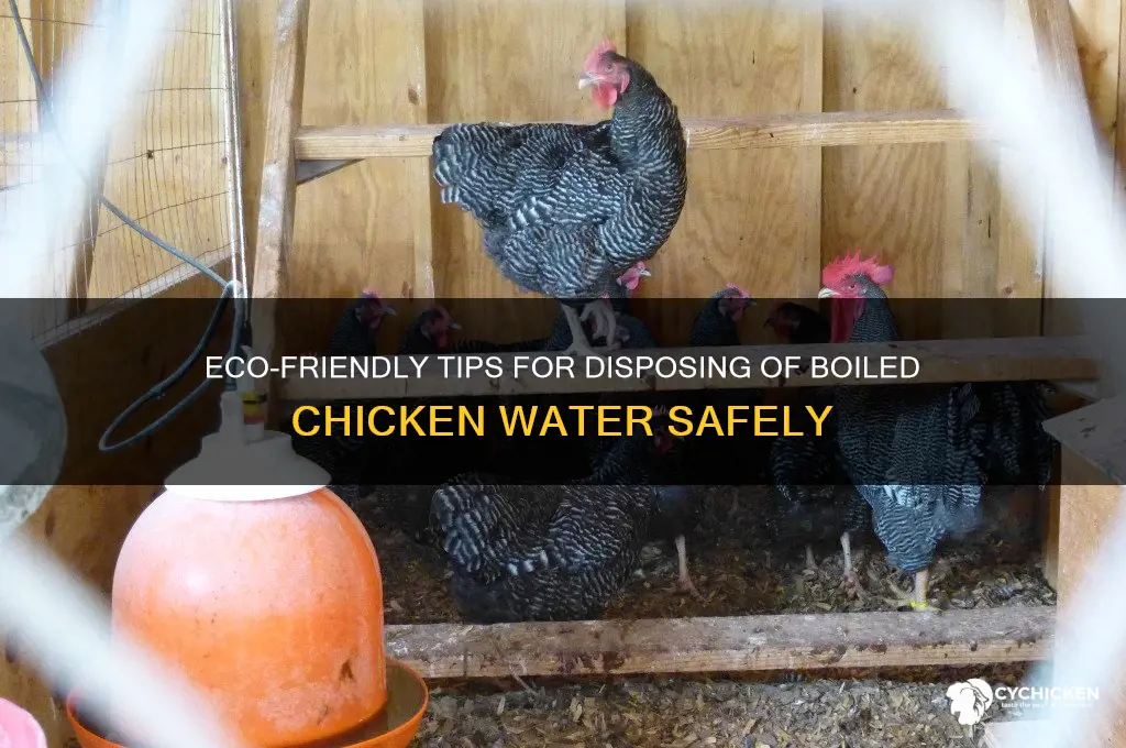 how to dispose of boiled chicken water