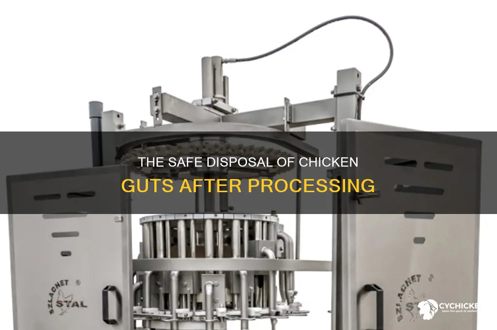 how to dispose of chicken guts after processing