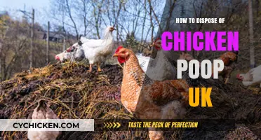 Eco-Friendly Chicken Poop Disposal Tips for UK Poultry Keepers