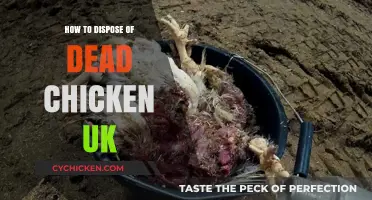 Proper Dead Chicken Disposal Methods in the UK: A Guide