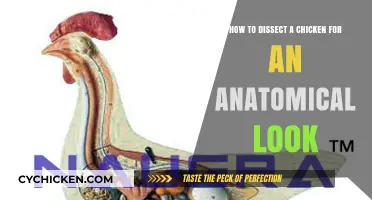 A Step-by-Step Guide to Dissecting a Chicken