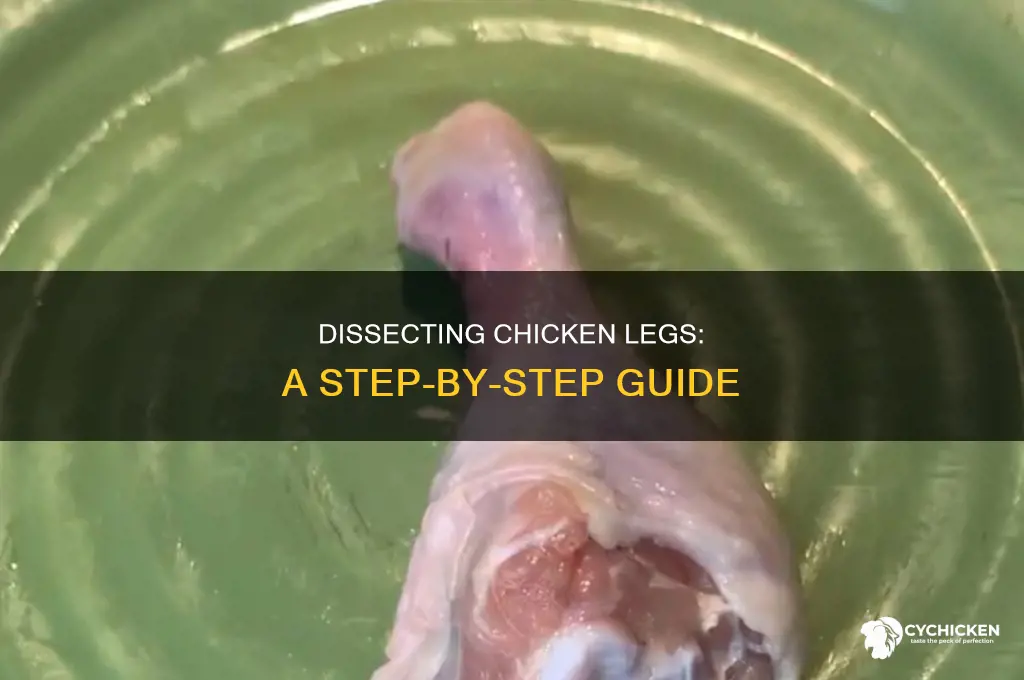how to dissect a chicken leg bbc bitesize