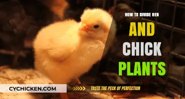 Dividing Hen and Chick Plants: A Simple Propagation Guide