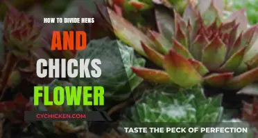 Dividing Hens and Chicks: A Simple Guide to Propagating Your Plants