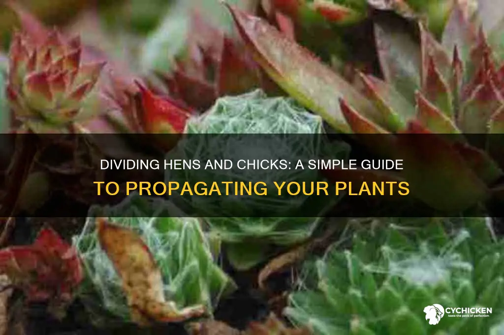 how to divide hens and chicks flower
