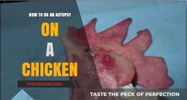 Conducting an Avian Autopsy: A Step-by-Step Guide