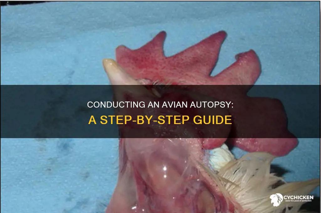 how to do an autopsy on a chicken