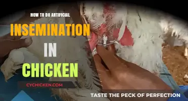 Mastering Artificial Insemination in Chickens: A Step-by-Step Guide