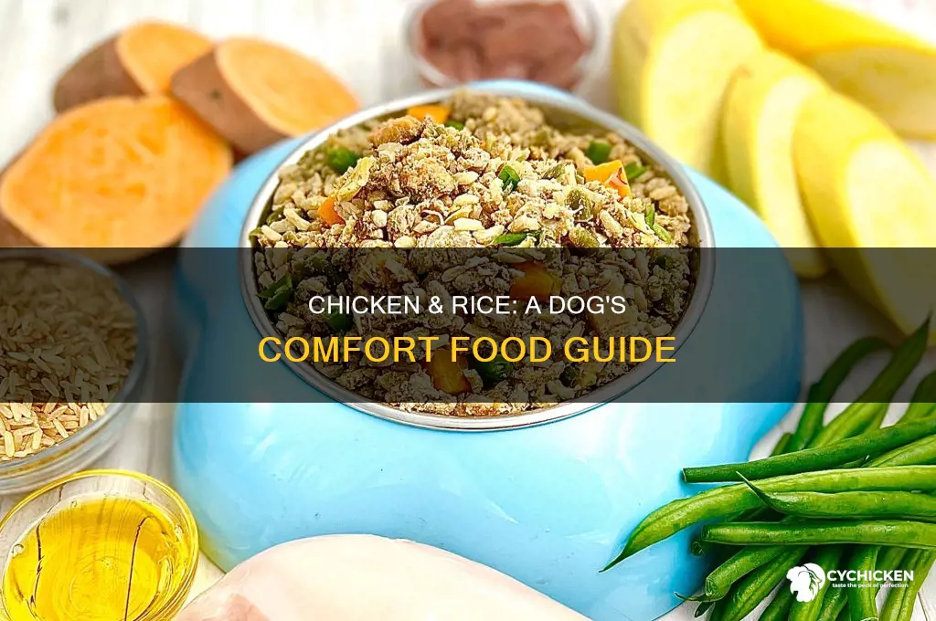 how to do chicken and rice for dogs