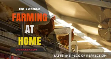 Home Chicken Farming: A Beginner's Guide to Raising Chickens Successfully