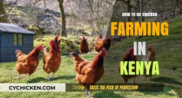 Profitable Chicken Farming in Kenya: A Comprehensive Guide for Beginners