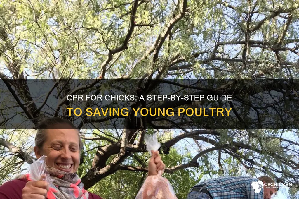 how to do cpr on a chick