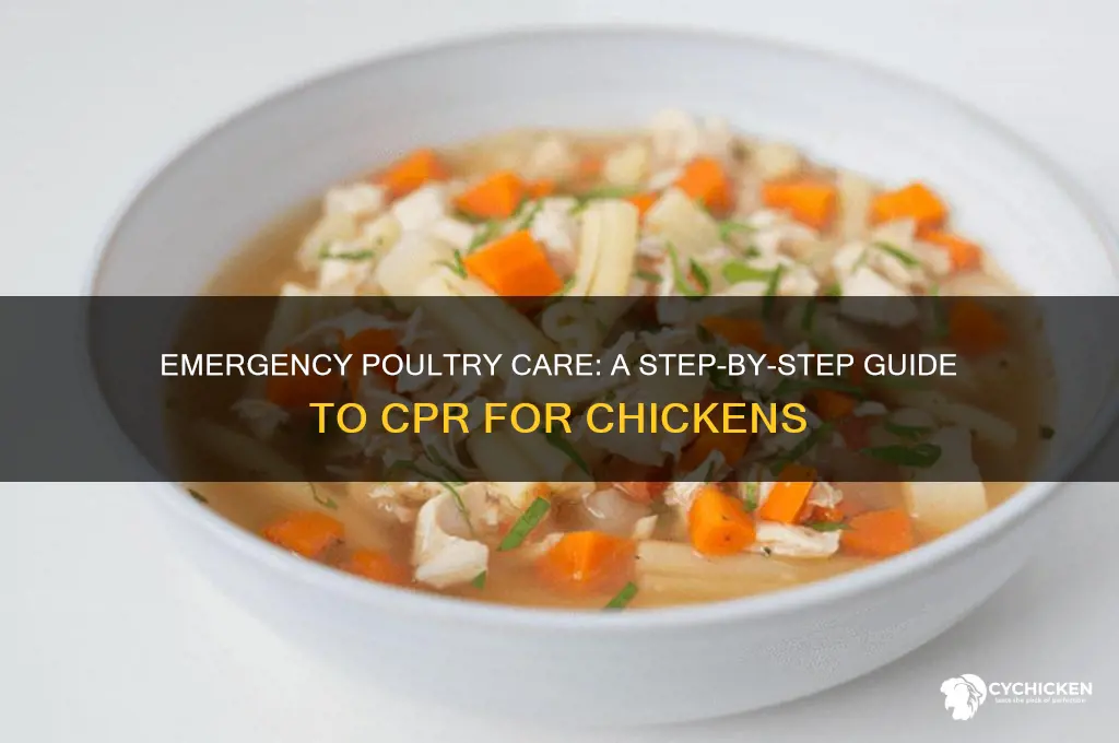 how to do cpr on a chicken