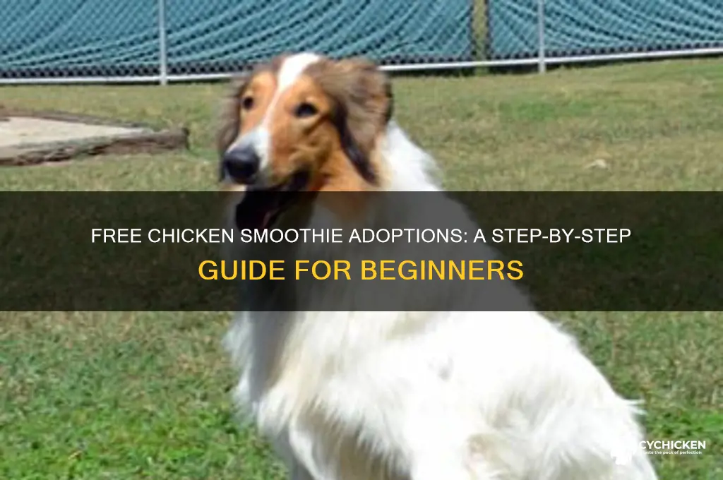 how to do free adoptions on chicken smoothie