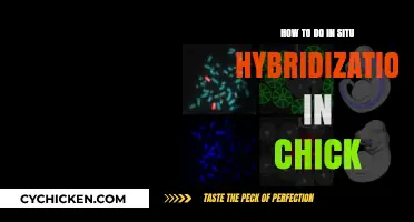 Mastering In Situ Hybridization Techniques in Chick Embryos: A Step-by-Step Guide