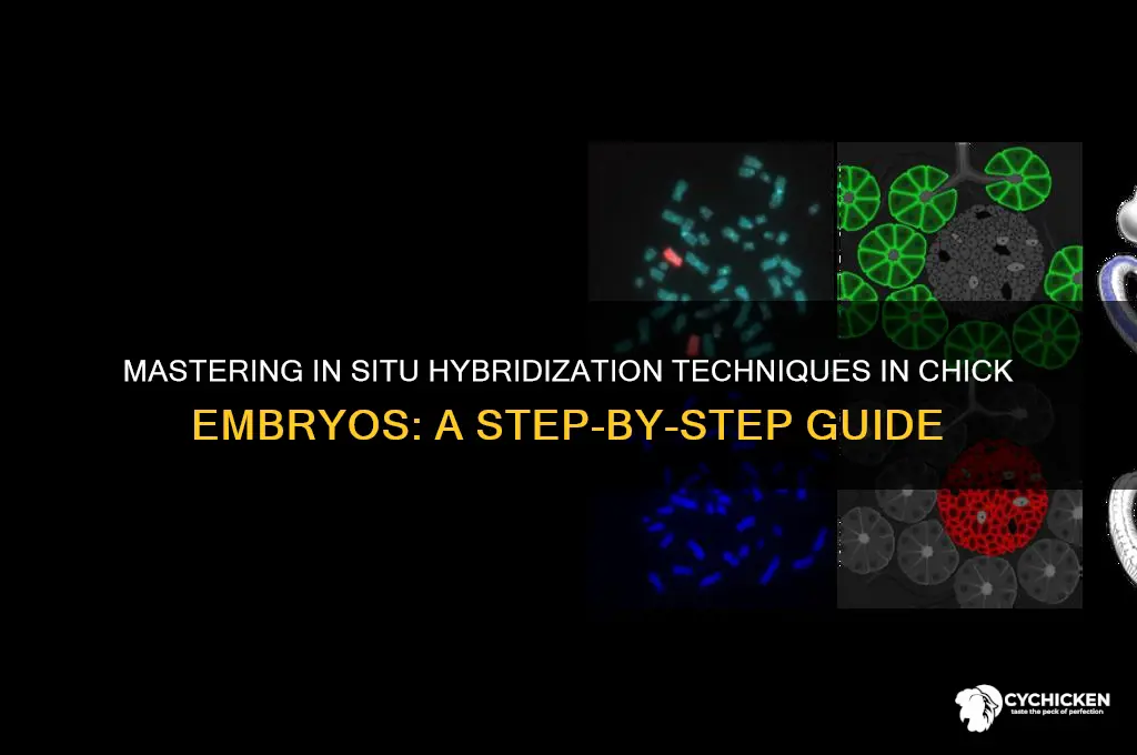 how to do in situ hybridization in chick