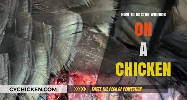 Healing Your Flock: A Guide to Treating Chicken Wounds Effectively