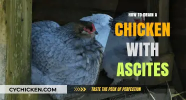 Effective Methods to Drain Ascites in Chickens: A Step-by-Step Guide