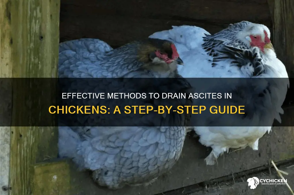 how to drain a chicken with ascites