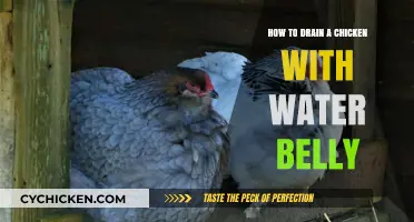 Effective Methods to Drain a Chicken with Water Belly