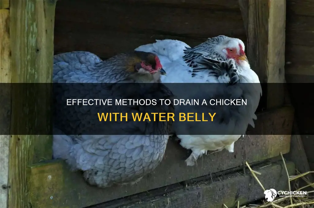 how to drain a chicken with water belly
